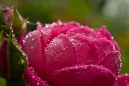 Pink Peony Canvas Art - JoAnn Arduini (12 x 18)
