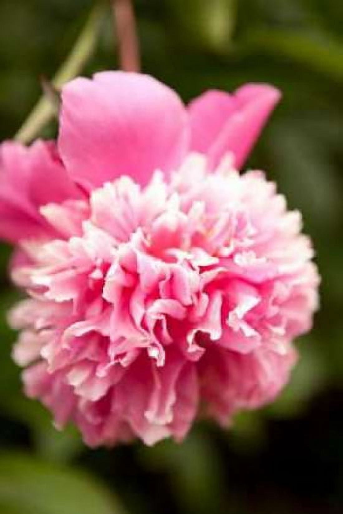 Pink Peony I Canvas Art - Karyn Millet (24 x 36)