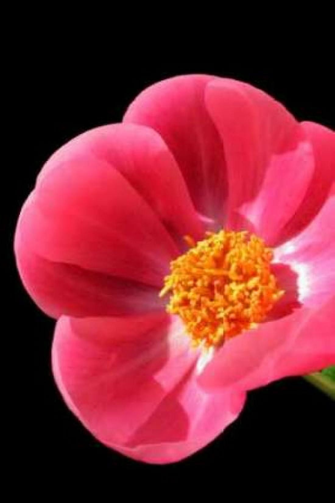 Pink Peony I Canvas Art - Tammy Putman (12 x 18)