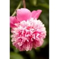 thumbnail image 1 of Pink Peony I Poster Print by Karyn Millet (12 x 18), 1 of 2