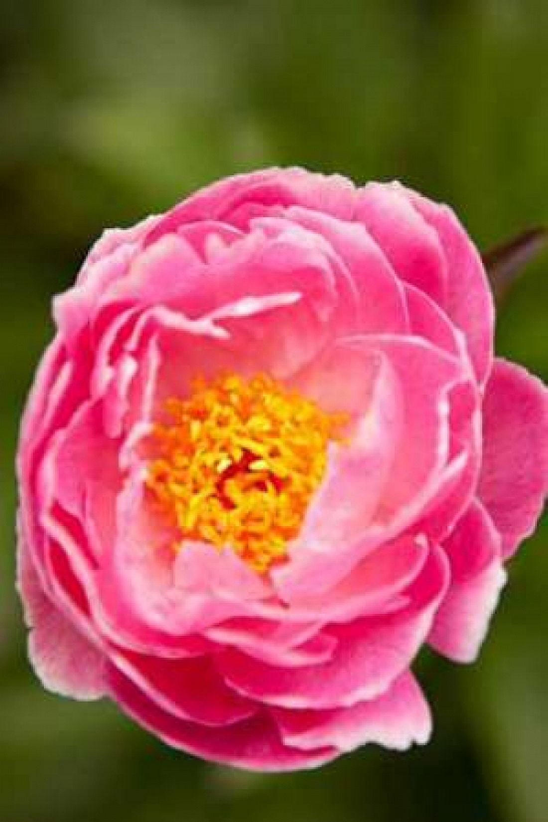 Pink Peony II Canvas Art - Karyn Millet (12 x 18)