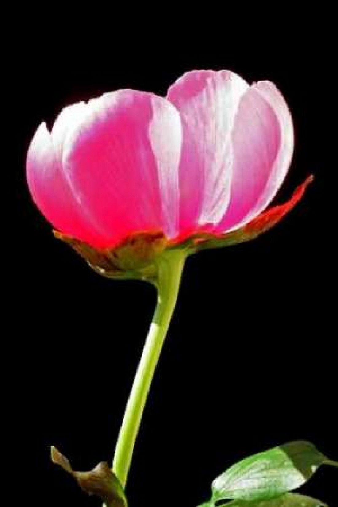 Pink Peony II Canvas Art - Tammy Putman (12 x 18)