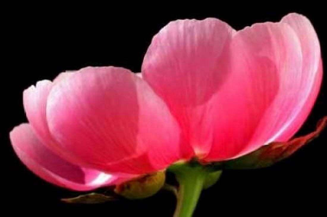 Pink Peony III Canvas Art - Tammy Putman (24 x 36)