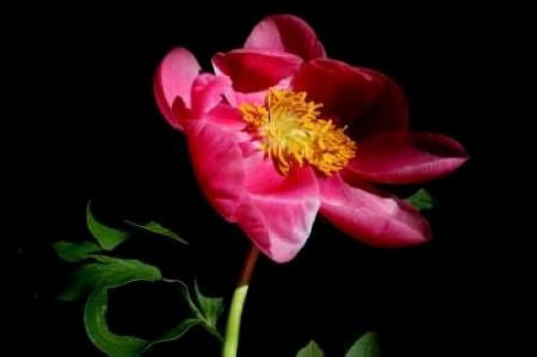 Pink Peony IV Canvas Art - Tammy Putman (24 x 36)