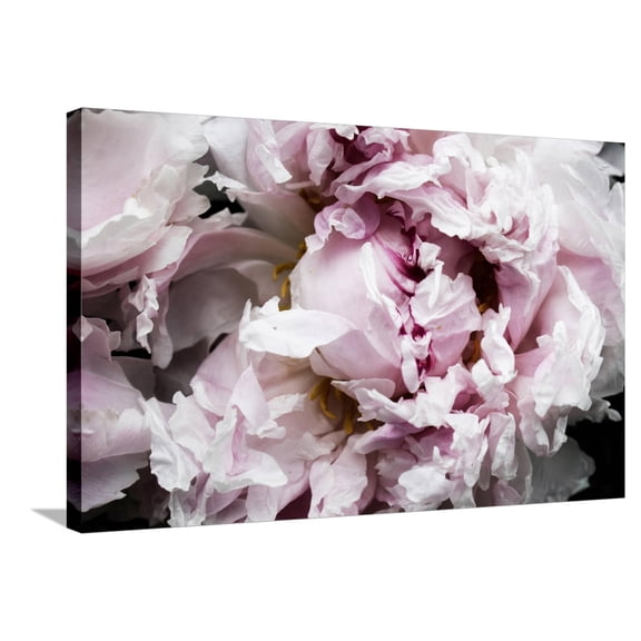 Art.com Pink Peony Passion II Stretched Canvas Print Wall Art by Irena Orlov, 36" x 24"