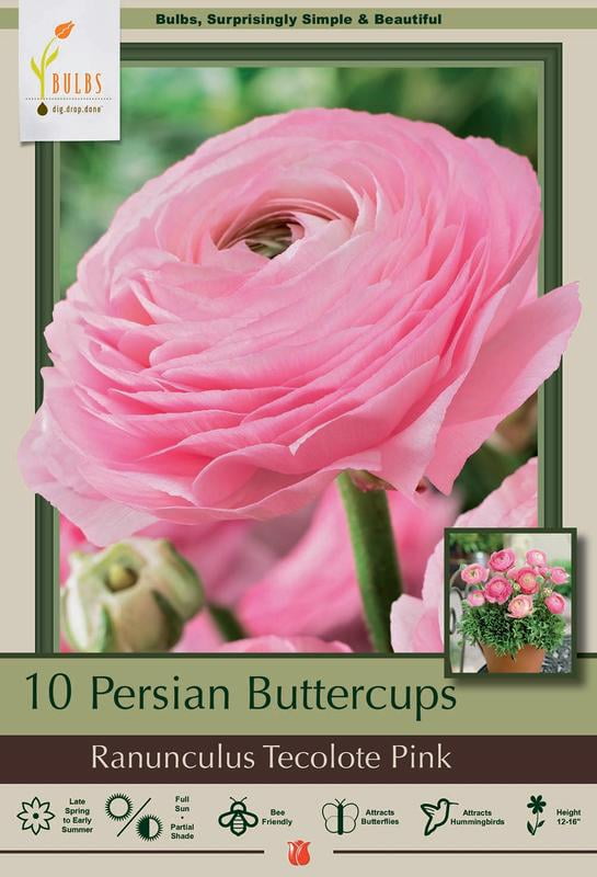 Pink Persian Buttercup 10 Bulbs - Ranunculus - 6/7 cm Bulbs