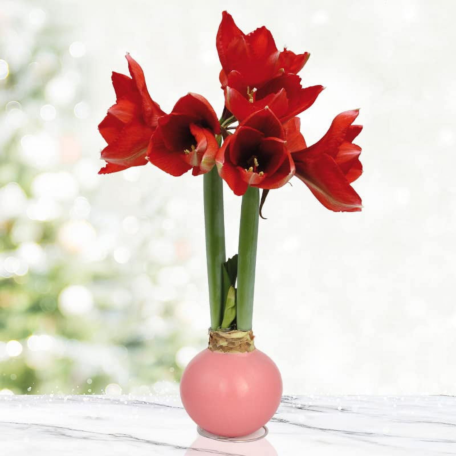 Pink Petals Waxed Amaryllis Flower Bulb with Stand, Grow Real Blooming