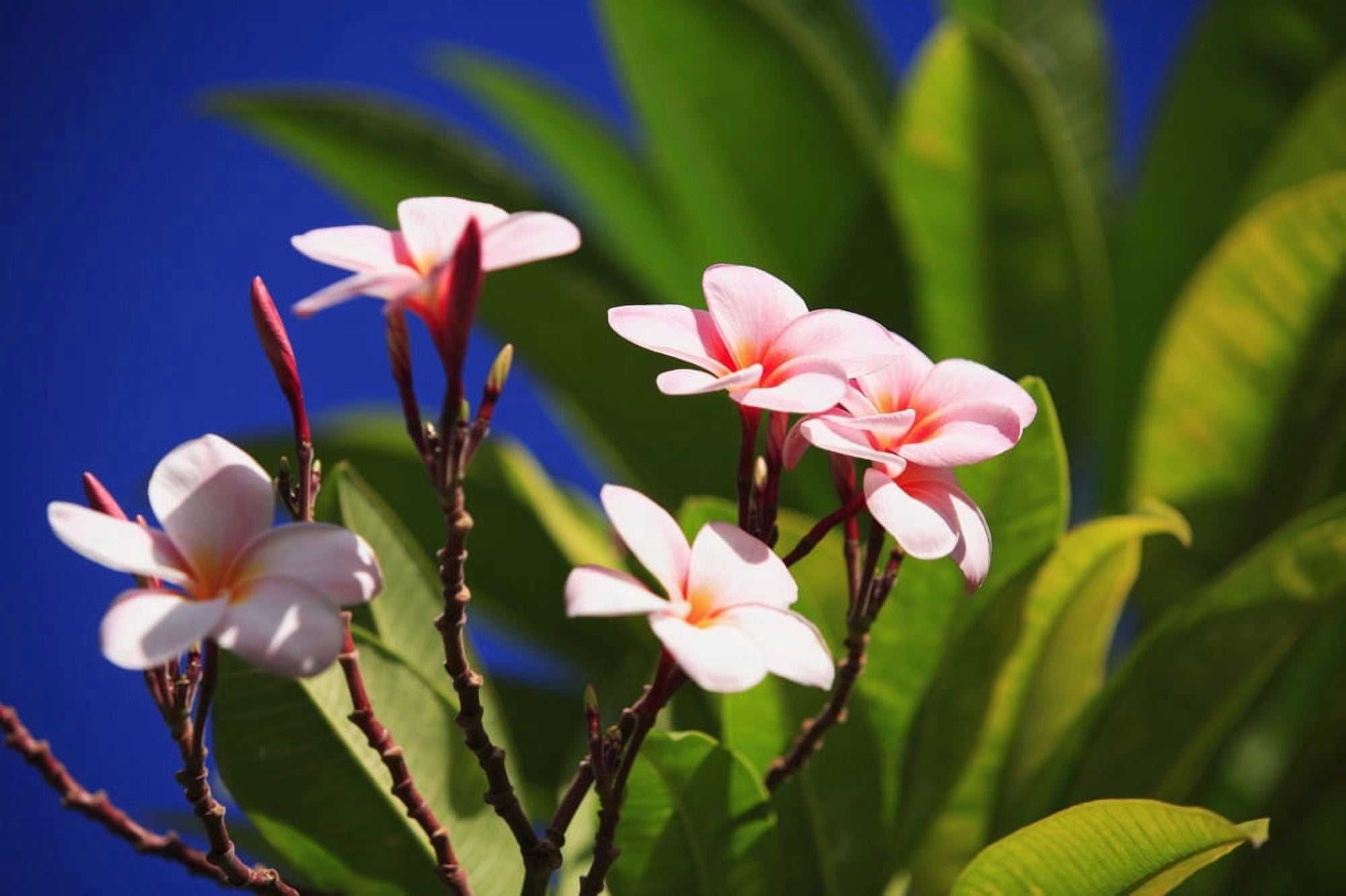 Pink Plumeria Blossoms Growing From Tree Blue Sky Canvas Art - Tomas del Amo Design Pics (34 x 22)