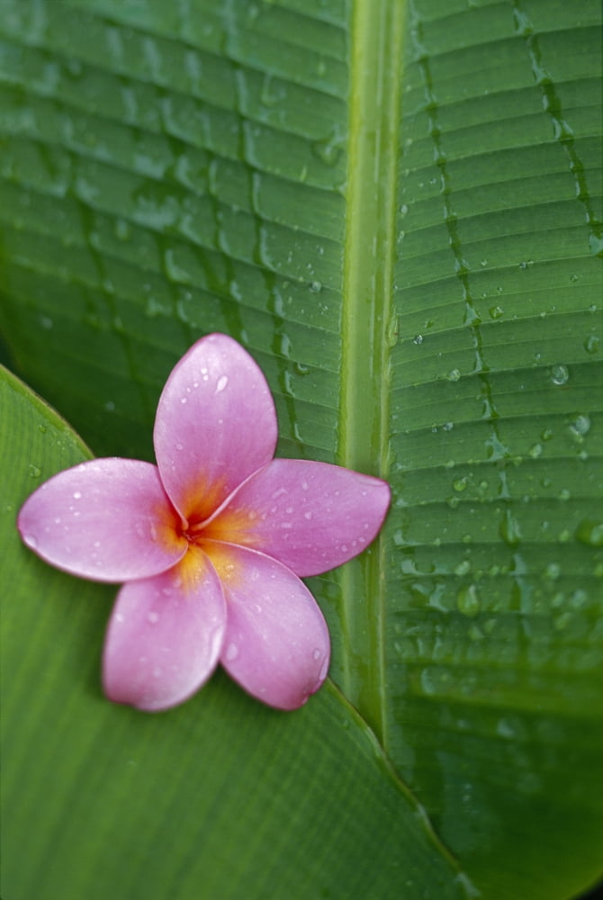 Pink Plumeria Flower On Banana Leaf Raindrops Detail Canvas Art - Dana Edmunds Design Pics (12 x 19)