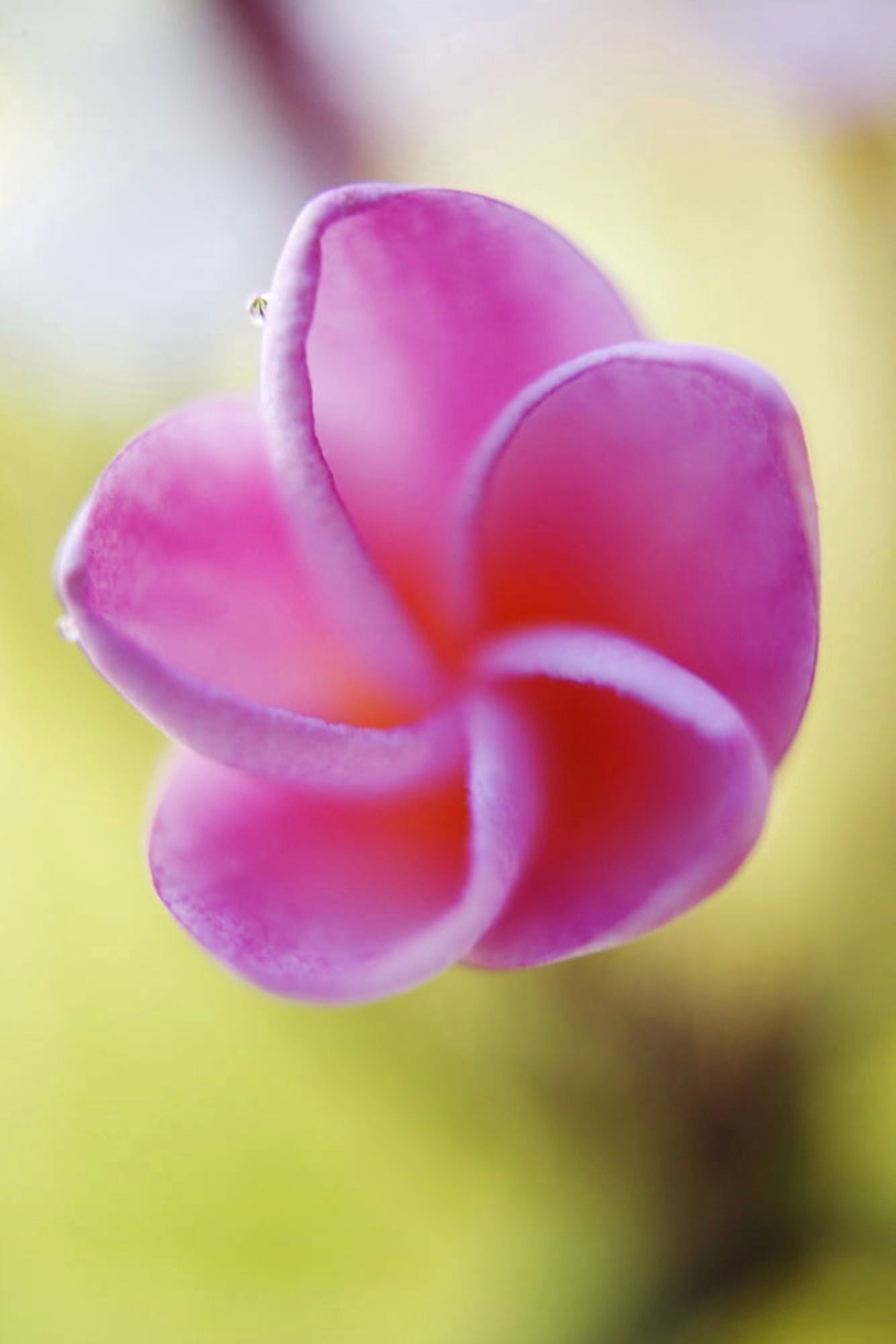 Pink Plumeria Flower Only Partially Opened Extreme Close-Up Soft Focus Canvas Art - Carl Shaneff Design Pics (12 x 18)