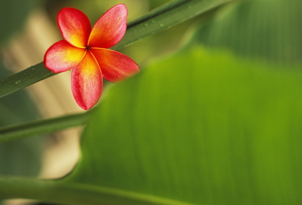 Pink Plumeria Flower Resting On Banana Plant Stem Leaves In Background Canvas Art - Dana Edmunds Design Pics (17 x 11)