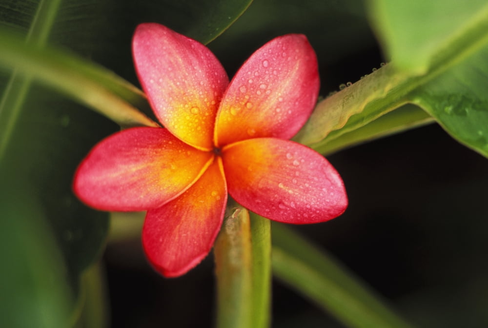 Pink Plumeria Flower Resting On Banana Plant Stems Canvas Art - Dana Edmunds Design Pics (17 x 11)