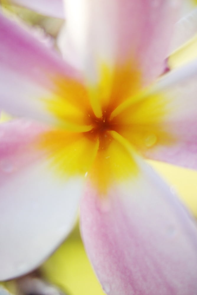 Pink Plumeria Flower With Yellow Center Extreme Close-Up Soft Focus Canvas Art - Carl Shaneff Design Pics (24 x 36)