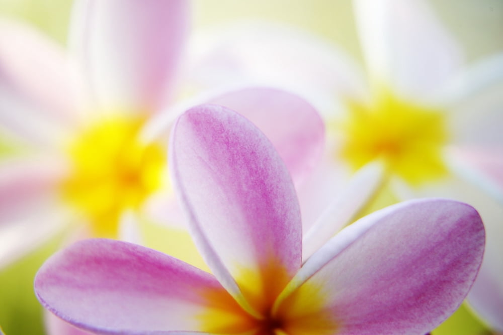 Pink Plumeria Flowers With Yellow Centers Interesting Angle And Blur Canvas Art - Carl Shaneff Design Pics (36 x 24)