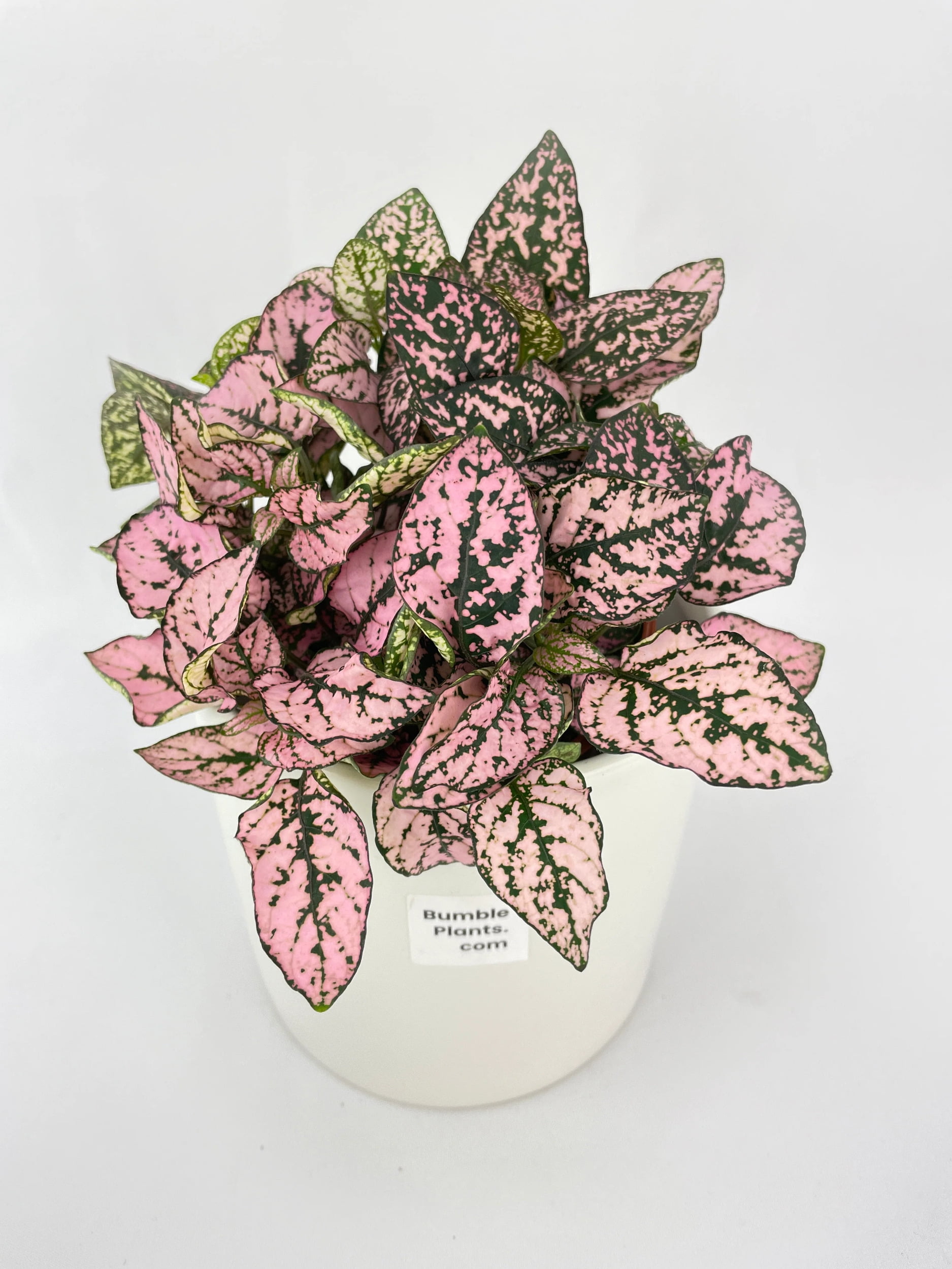 Pink Polka Dot Plant (Hypoestes Phyllostachya)