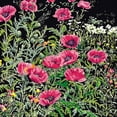 thumbnail image 1 of Pink Poppies On Aida Counted Cross Stitch Kit, 14.75" x 15.75", 18 Count, 1 of 2