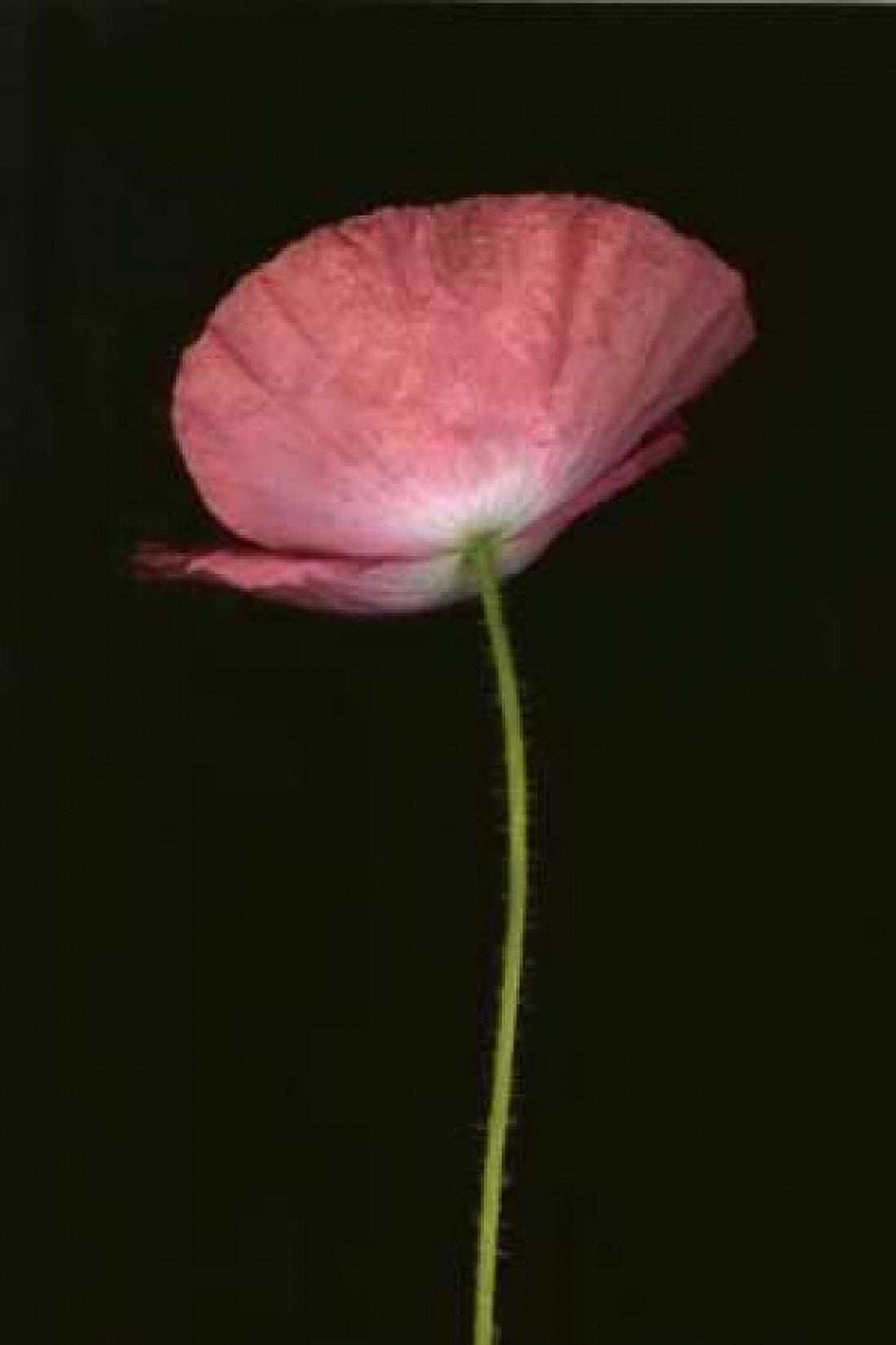 Pink Poppy I Canvas Art - Vitaly Geyman (12 x 18)