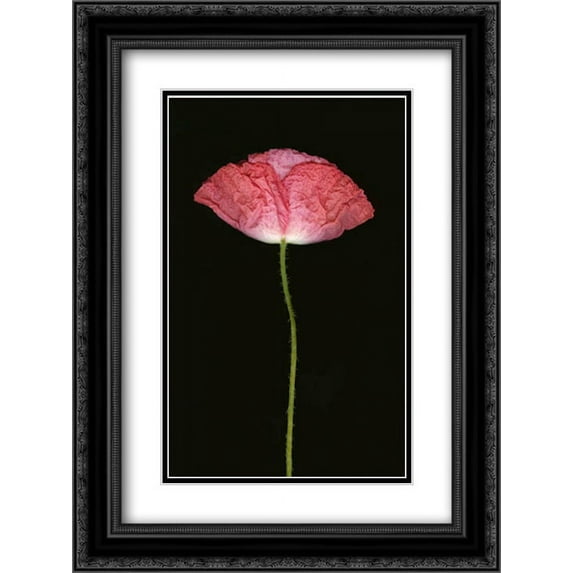 Pink Poppy II 2x Matted 18x24 Black Ornate Framed Art Print by Geyman, Vitaly