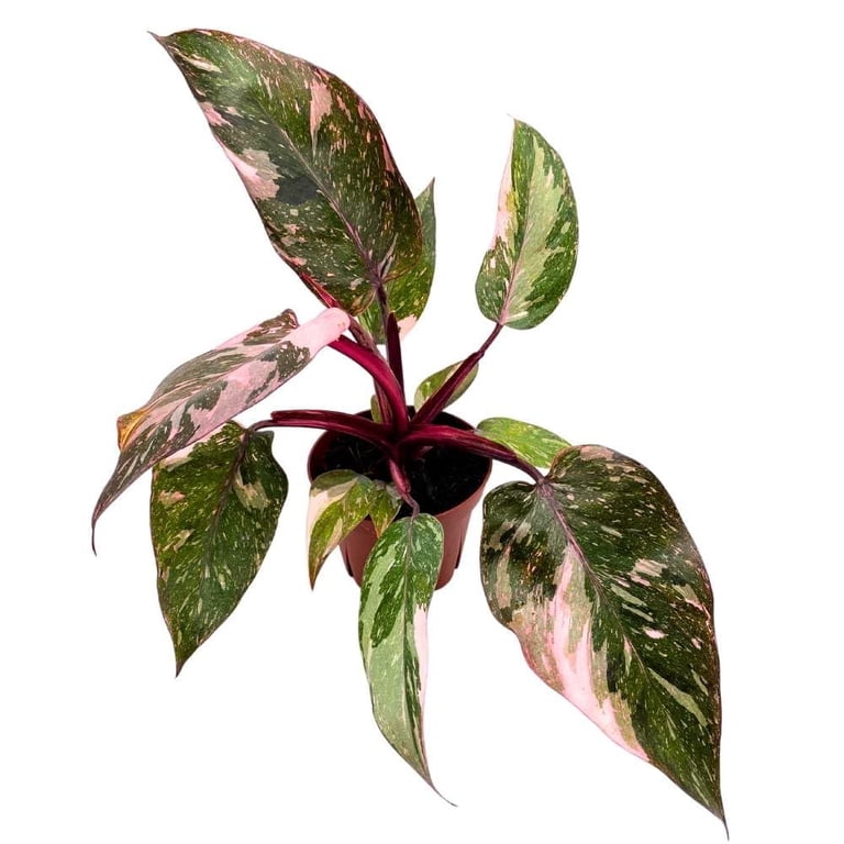 philodendron red cardinal Philodendron Black Cardinal XL starter plant **(ALL plants require you to  purchase ANY 2 plants!)**