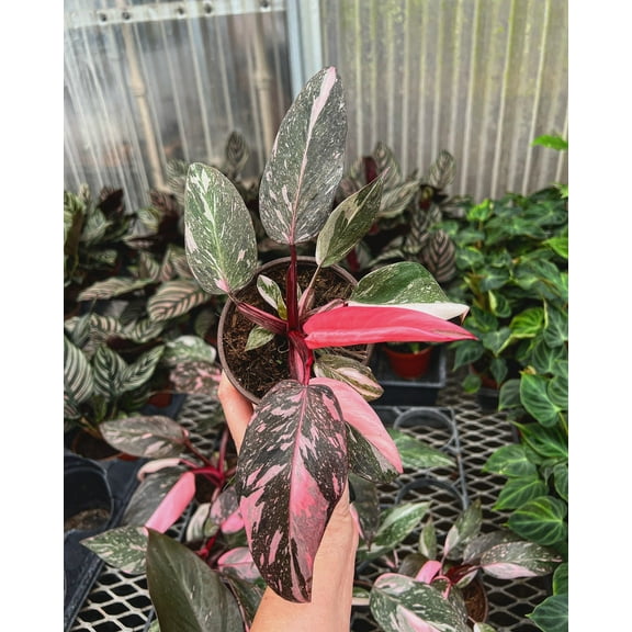 Pink Princess Marble Philodendron-Rare Variegated Leaves 6" Pot
