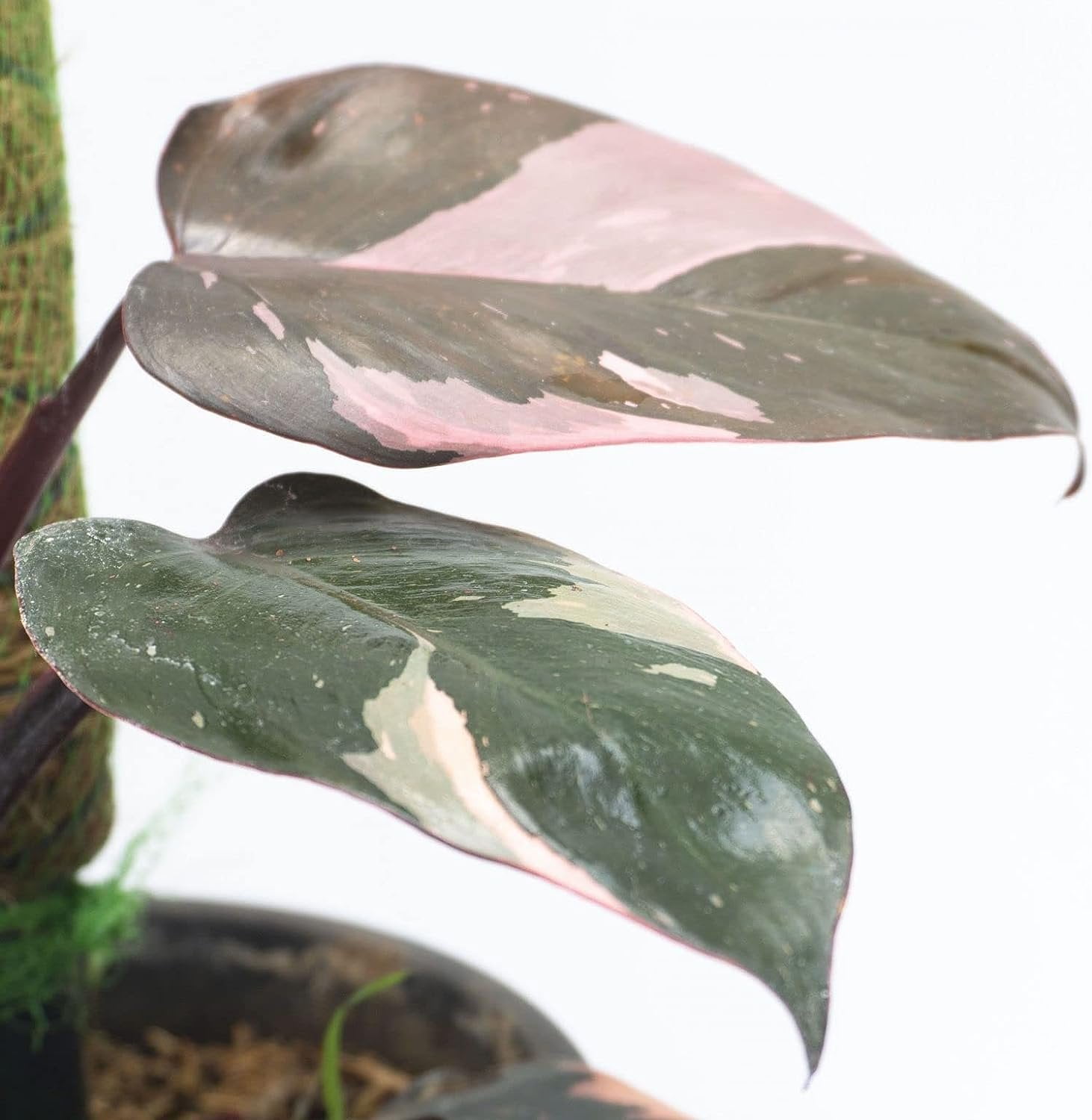 Pink Princess Philodendron - Live Plant in a 4 Inch Pot - Philodendron Erubescens Pink Princess - Extremely Rare Indoor Houseplant