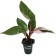 thumbnail image 1 of Pink Princess Philodendron - Live Starter Plant in a 2 Inch Pot - Philodendron Erubescens Pink Princess - Extremely Rare Indoor Houseplant, 1 of 7