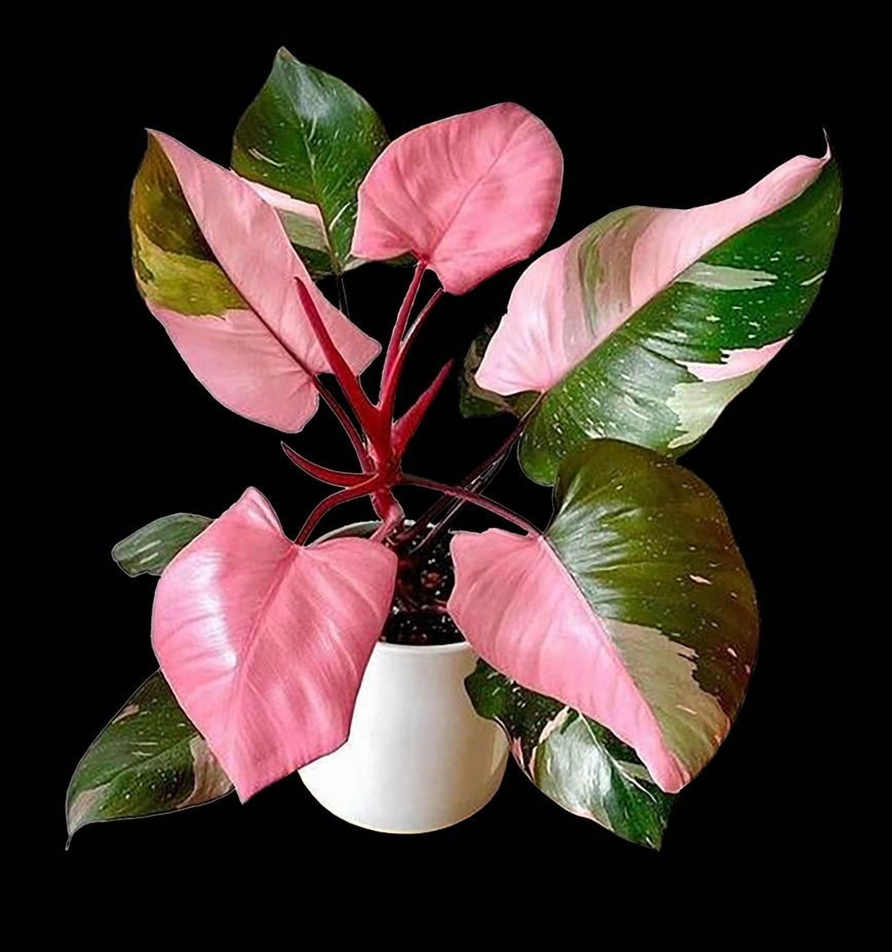 Pink Princess Philodendron- Variegated Indoor Plant with Large Pink and Green Leaves, Easy Care Tropical Foliage for Home & Garden 6" Pot