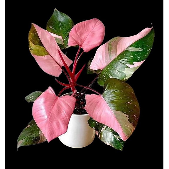 RedCrocus Pink Princess Philodendron - Variegated Heart-Shaped Foliage Indoor Plant, Pet Warning, Easy Care Tropical for Home & Office Decor  6" Pot