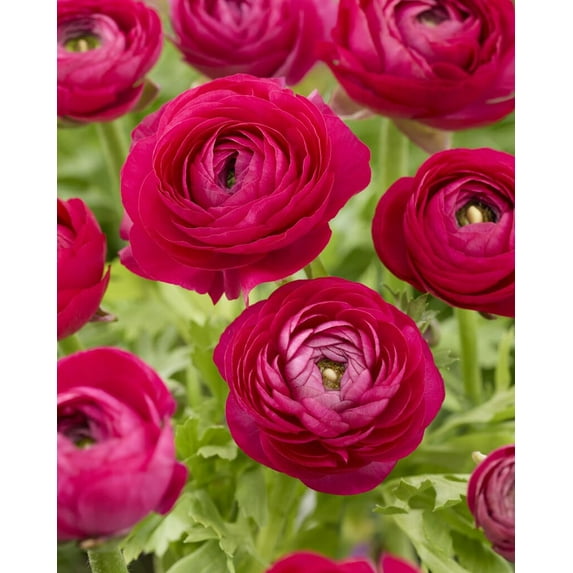 Pink Ranunculus Bulbs for Planting - Stunning Color and Long Lasting Blooms, Easy to Grow (5 Bulbs)