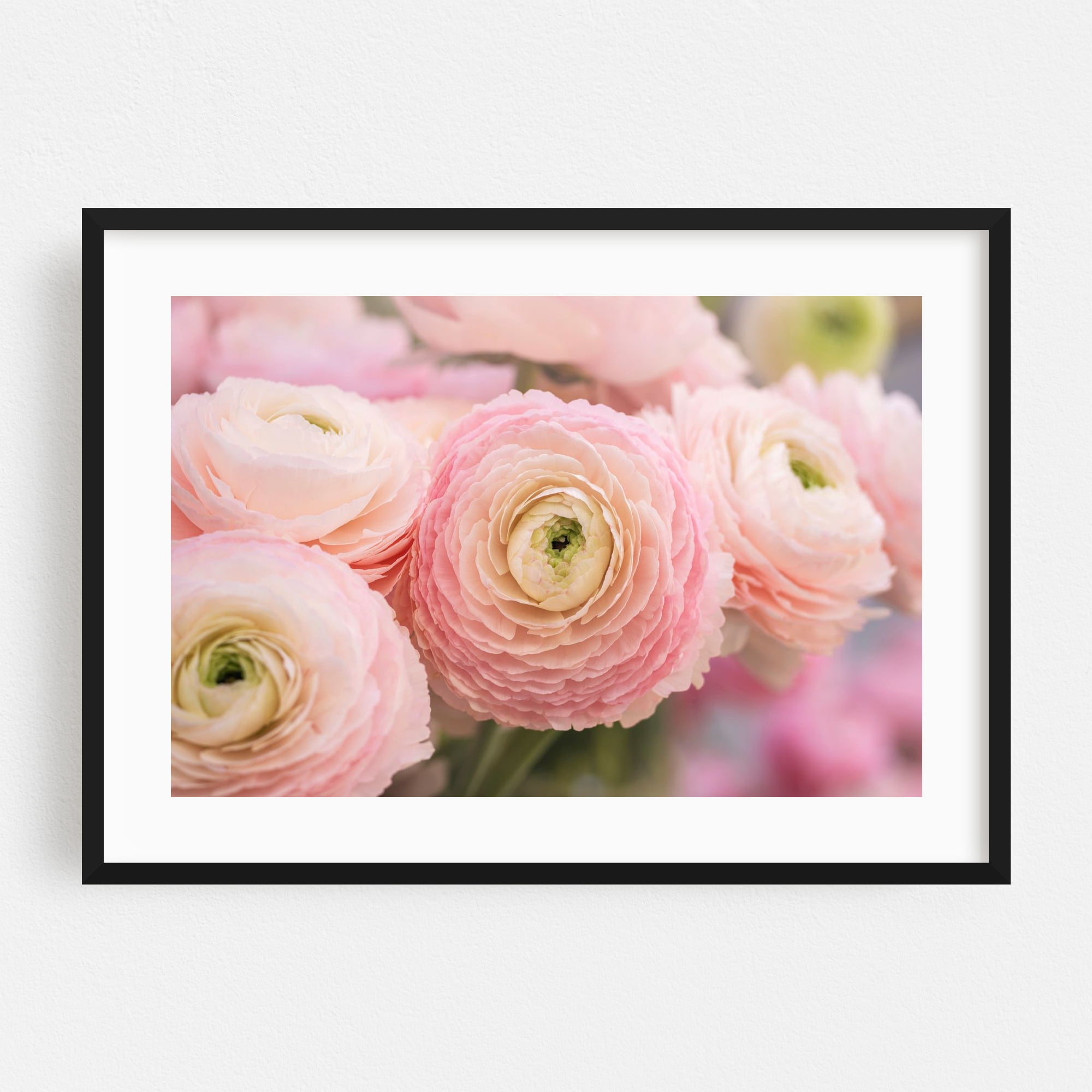 Pink Ranunculus Favola - Photography Floral Flowers Pastel Botanical ...