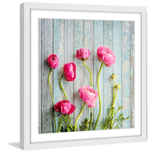 "Pink Ranunculus" Framed Painting Print