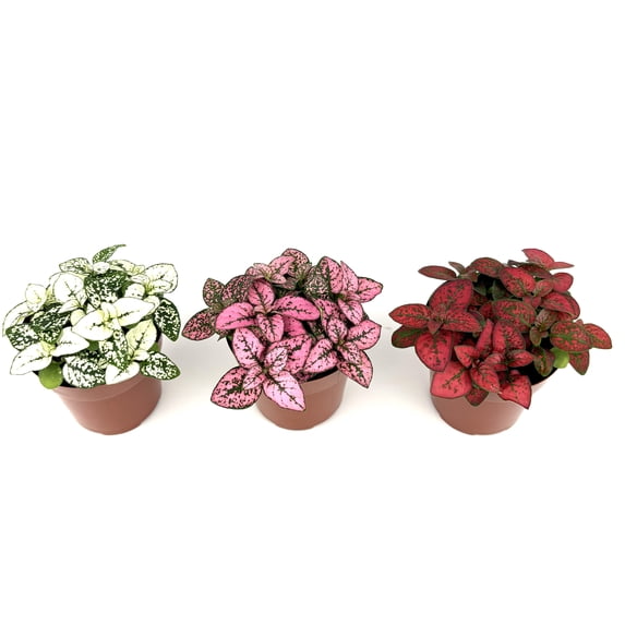 Hypoestes Splash Polka Dot Plant Live Plants, 2.5 inch Pot, 3ct ...