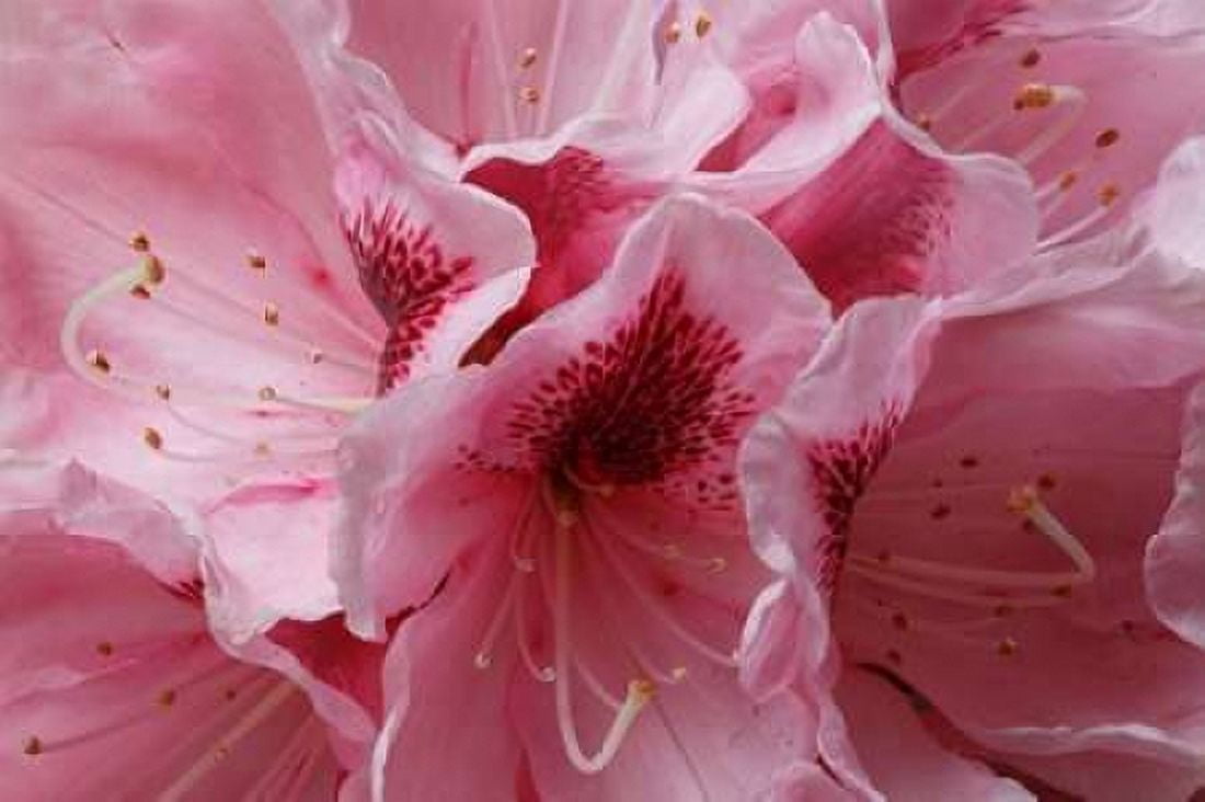 Pink Rhododendron I Canvas Art - Rita Crane (12 x 18)