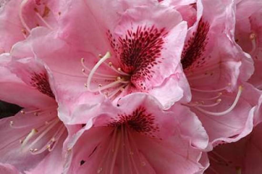 Pink Rhododendron II Canvas Art - Rita Crane (12 x 18)