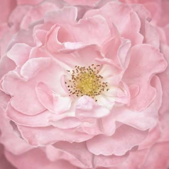 Pink Rose Canvas Art - Cora Niele (24 x 24)