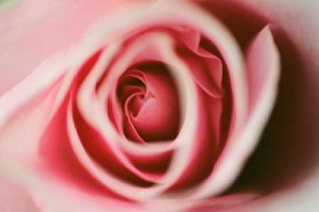 Pink Rose Canvas Art - Erin Berzel (24 x 36)
