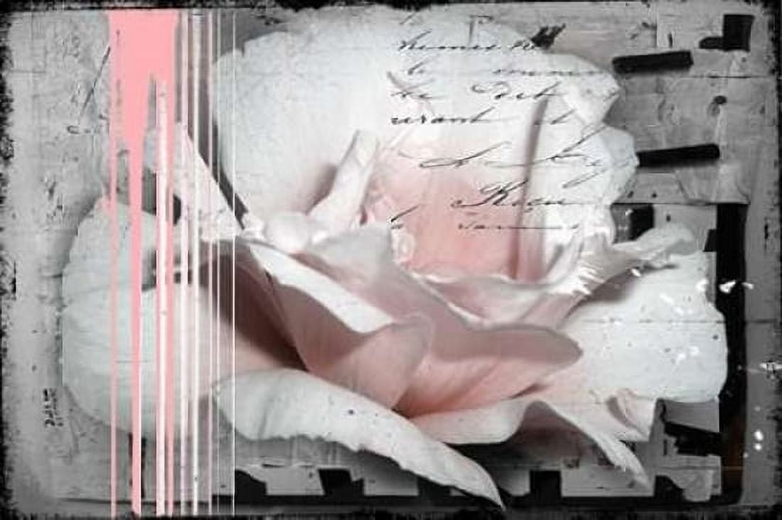Pink Rose Canvas Art - Micha Baker (20 x 28)