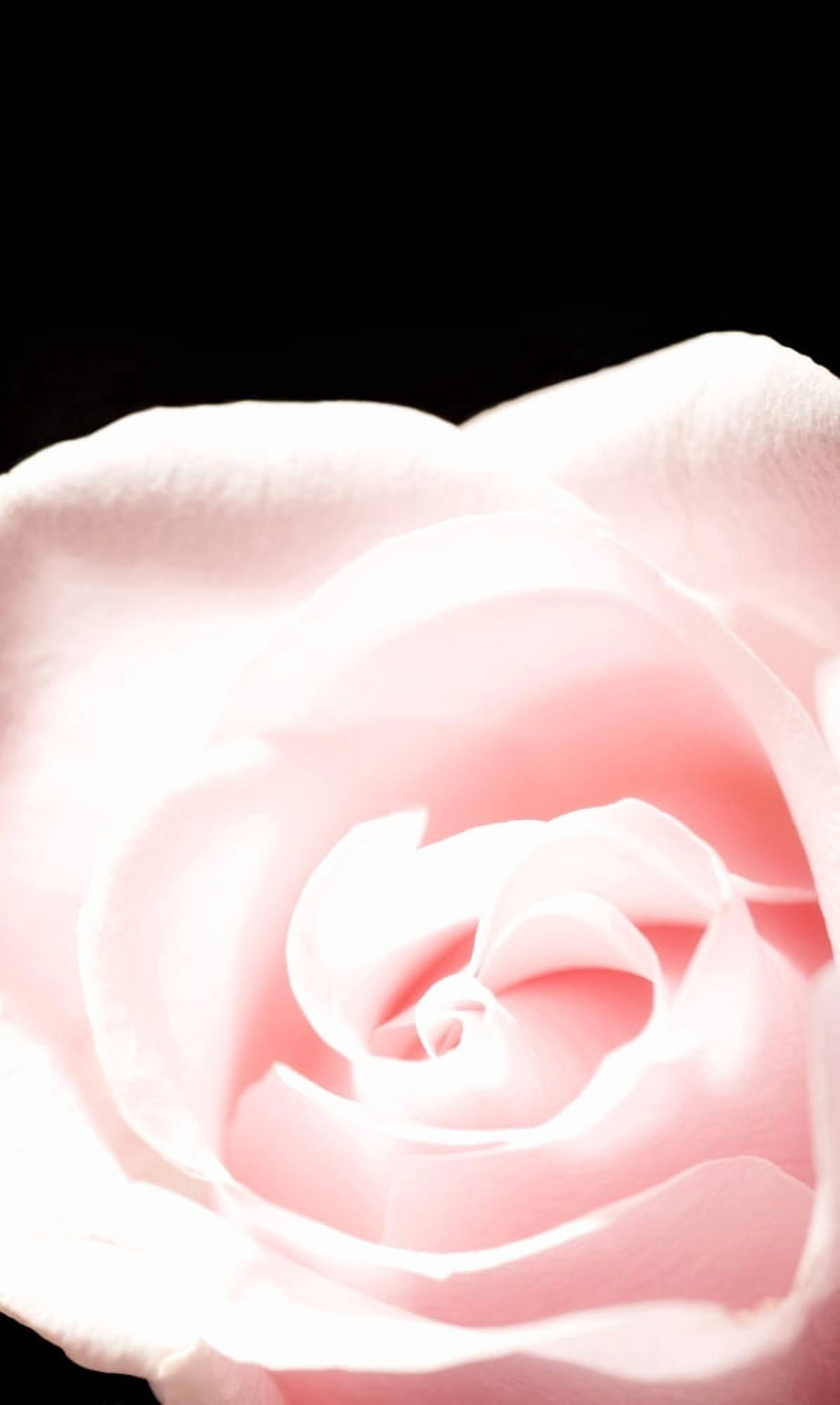 Pink Rose Close-Up Canvas Art - Chris and Kate Knorr Design Pics (22 x 38)