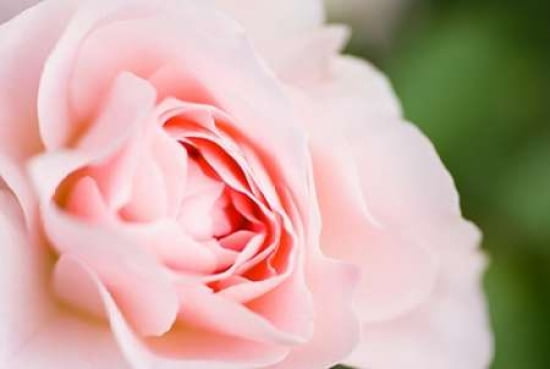 Pink Rose I Canvas Art - Beth Wold (12 x 18)