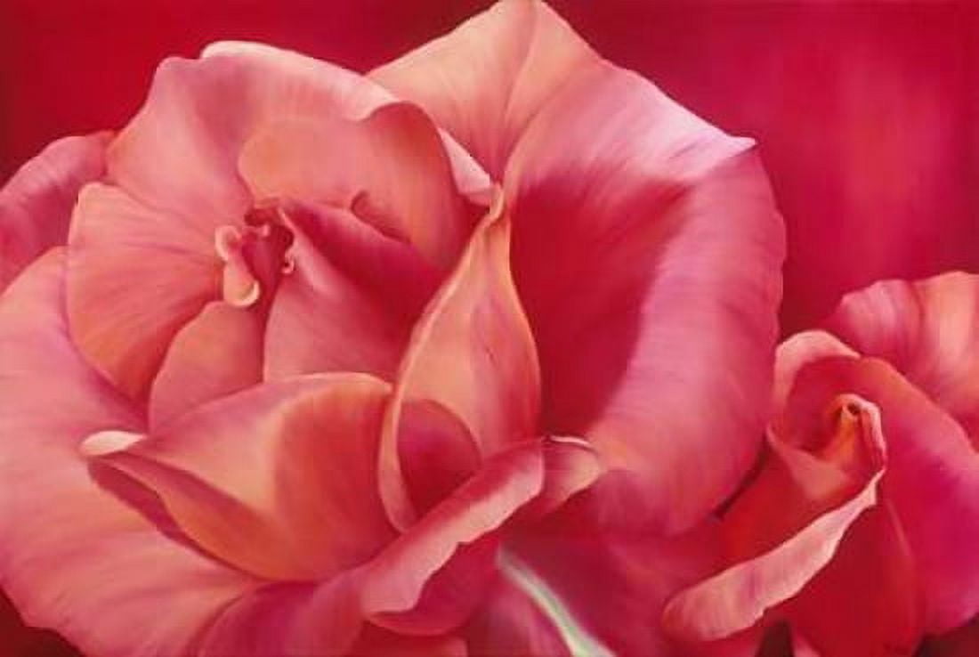 Pink Rose I Canvas Art - Yvonne Poelstra-Holzhaus (24 x 36)