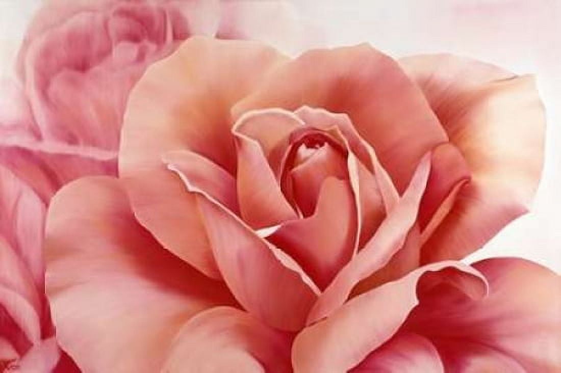 Pink Rose II Canvas Art - Yvonne Poelstra-Holzhaus (12 x 18)
