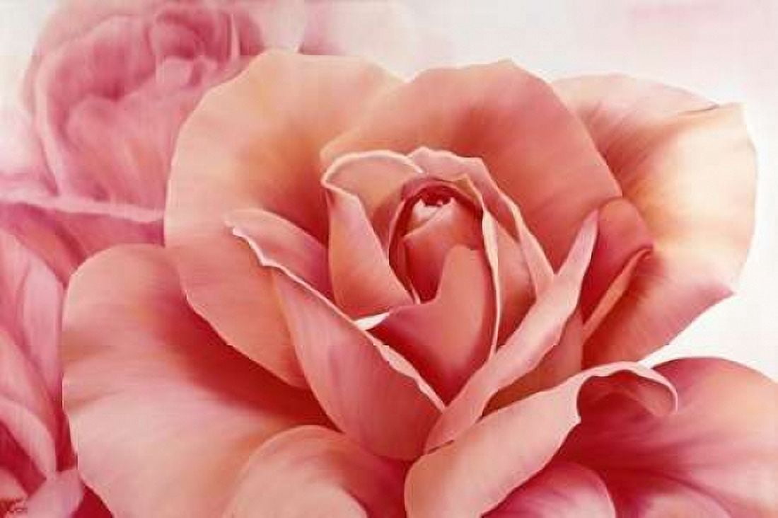 Pink Rose II Canvas Art - Yvonne Poelstra-Holzhaus (24 x 36)