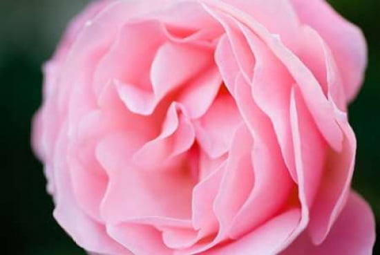 Pink Rose III Canvas Art - Beth Wold (24 x 36)