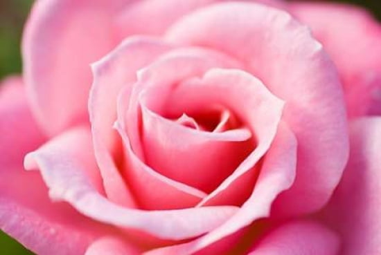 Pink Rose V Canvas Art - Beth Wold (24 x 36)