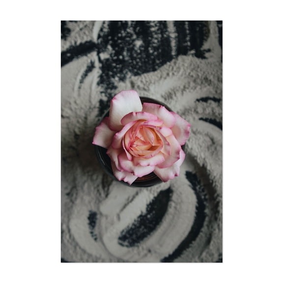 Pink Rose - Visalia California Photography Floral Flowers Botanical Nature Minimalist Pastel Garden Unframed Wall Art Print 4 x 6 inches