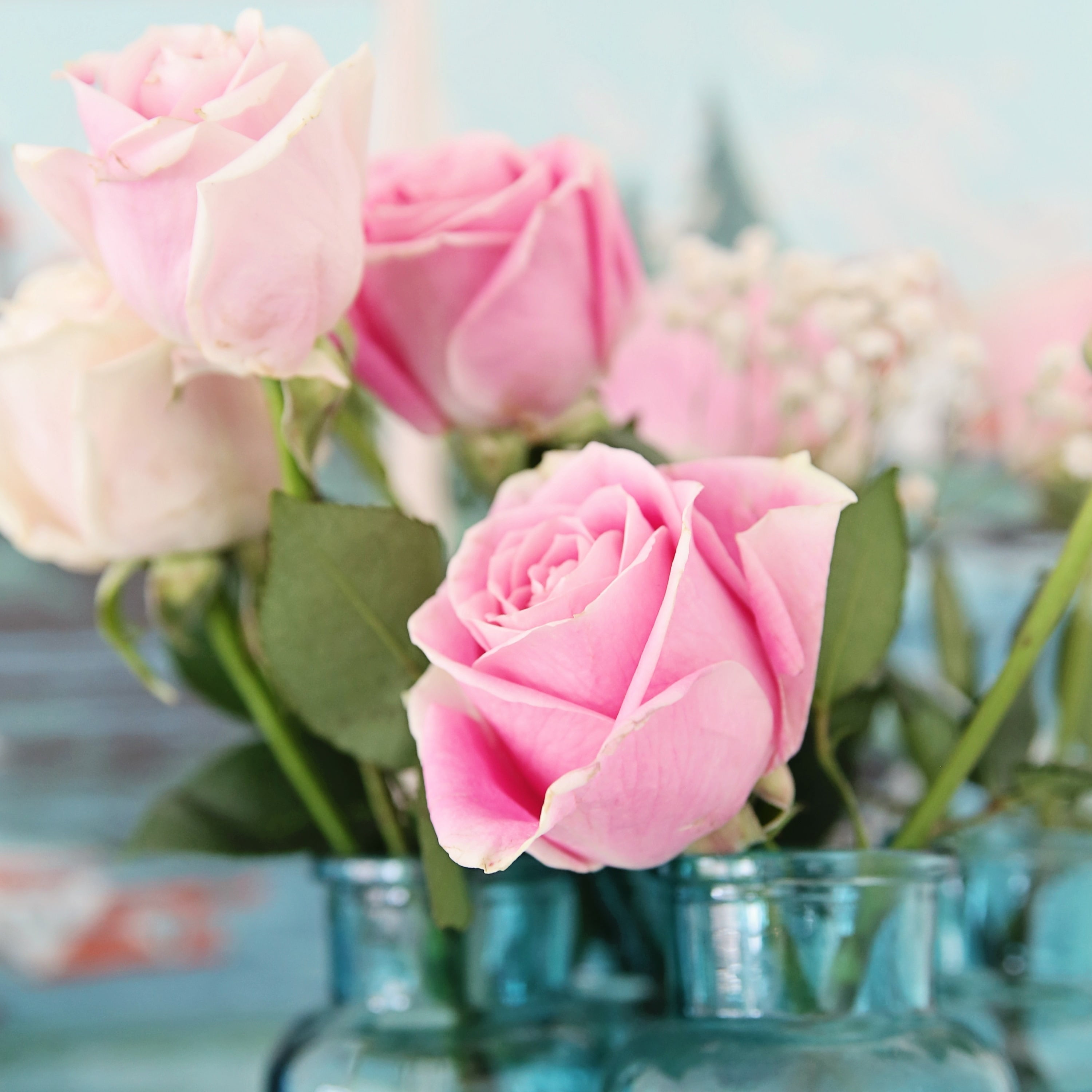 Pink Roses Floral Canvas Print 24" x 24"