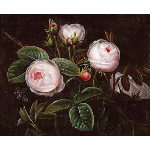 Pink Roses Poster Print by Johan Laurents Jensen (24 x 30)