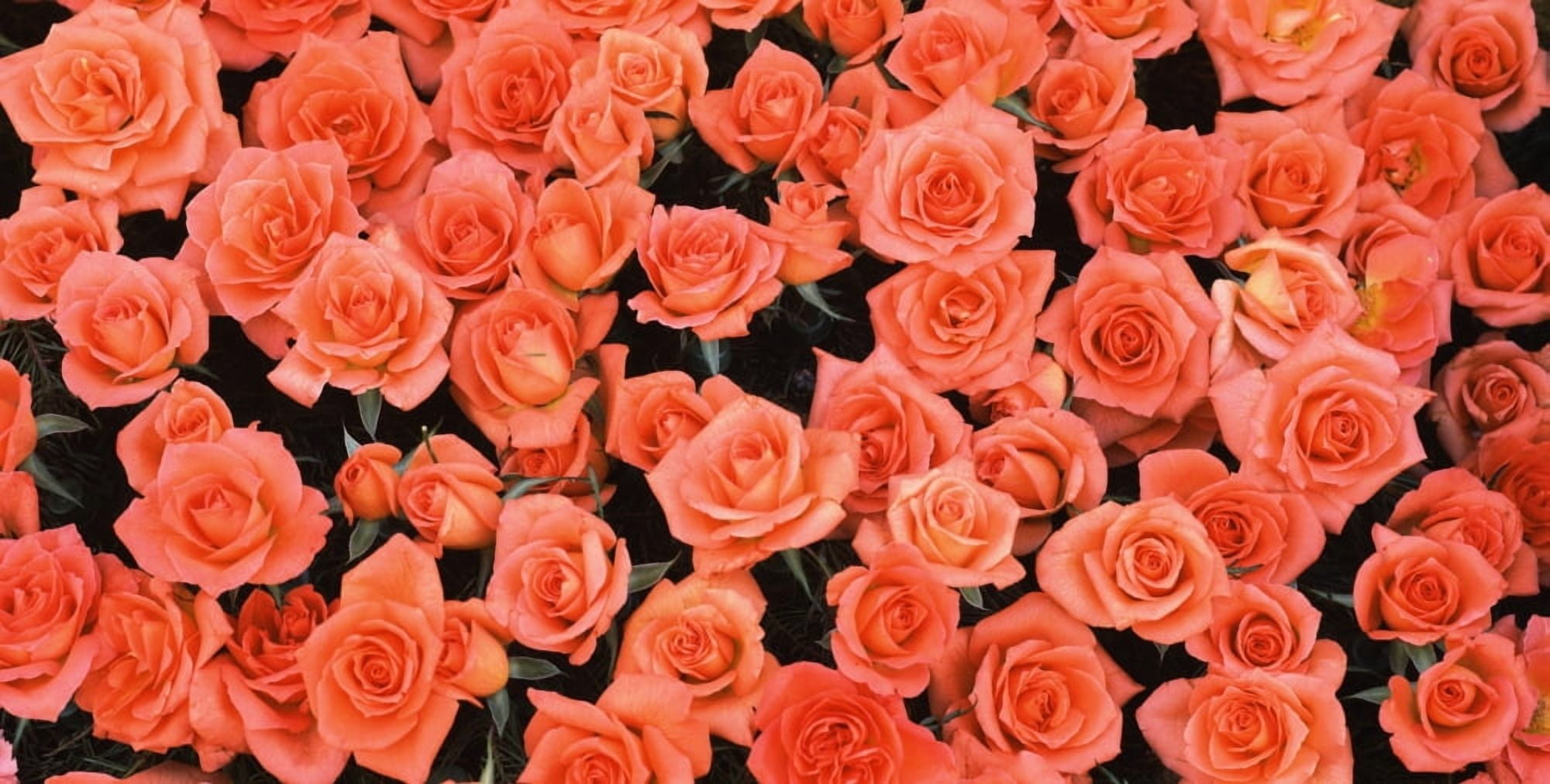 Pink Roses in bloom Canvas Art - Panoramic Images (12 x 24)