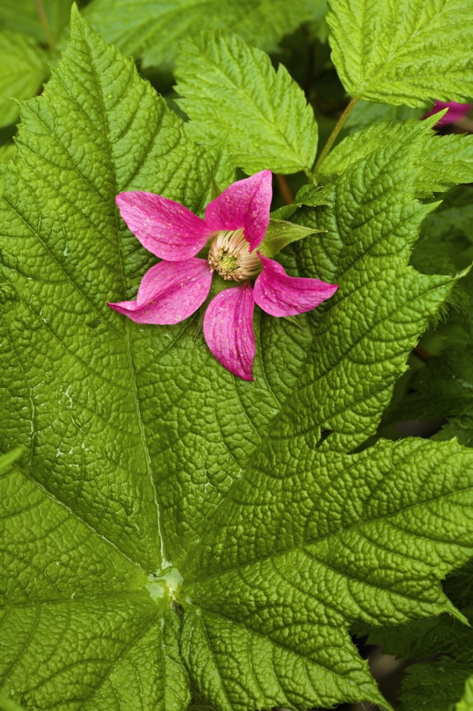 Pink Salmon Berry Flower Resting On Devils Club Leaf Cordova Alaska Canvas Art - John Delapp Design Pics (11 x 17)