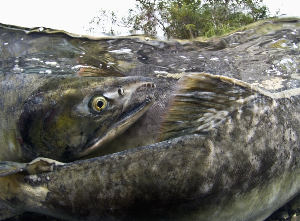 Pink Salmon Homing To Their Natal Stream To Spawn Hartney Bay Alaska Canvas Art - Thomas Kline Design Pics (36 x 26)
